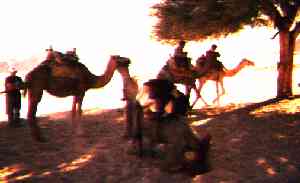 camels