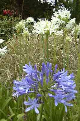 Agapanthus.jpg (17406 bytes)