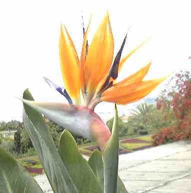 Bird of paradise.jpg (11087 bytes)