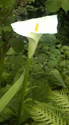 Calla lily.jpg (8459 bytes)